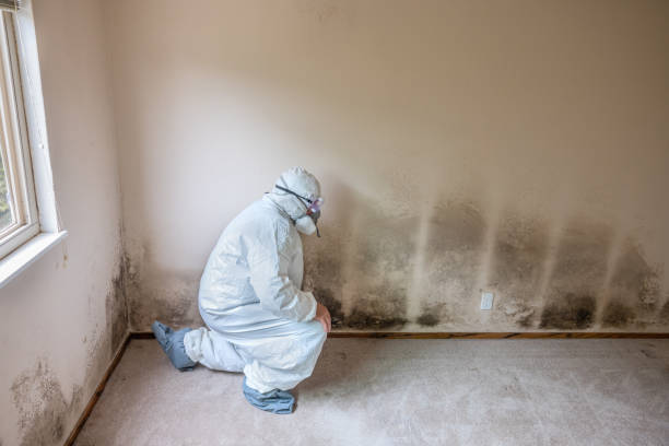 Best Environmental Consulting for Mold Prevention  in Terre Haute, IN